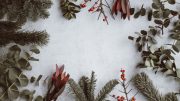 holiday pic of branches and holly